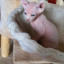 Продам милого кота Сфинкса Эльфа 1
