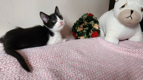 Котята в Вене