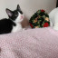 Котята в Вене
